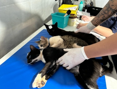 Mais de 200 animais estão sendo castrados em Mercedes 